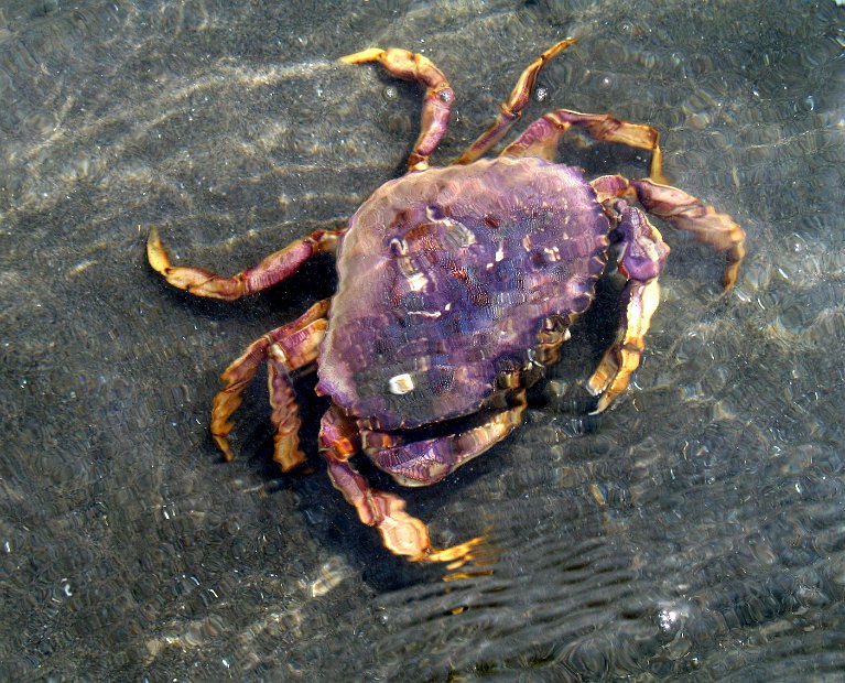 Crab 2